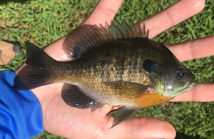 Bluegill fish