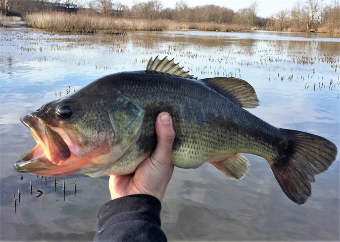 Largemouth Bass fish